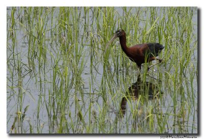 Glossy ibis