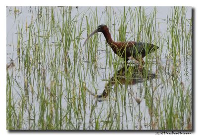 Glossy ibis