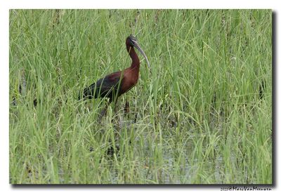 Glossy ibis