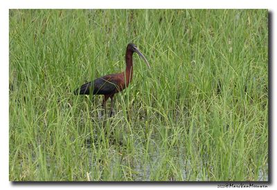 Glossy ibis