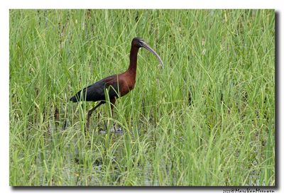 Glossy ibis