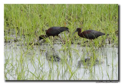 Glossy ibis