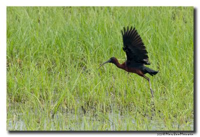 Glossy ibis