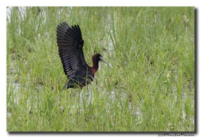 Glossy ibis