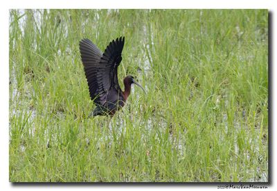 Glossy ibis