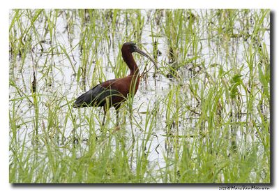 Glossy ibis
