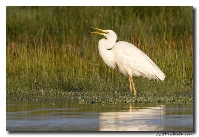 Grote Zilverreiger - Great Egret