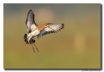 Grutto - Black-tailed Godwit