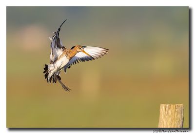 Grutto - Black-tailed Godwit