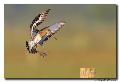 Grutto - Black-tailed Godwit