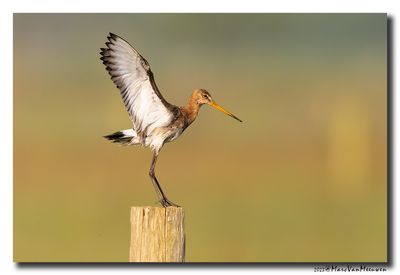 Grutto - Black-tailed Godwit