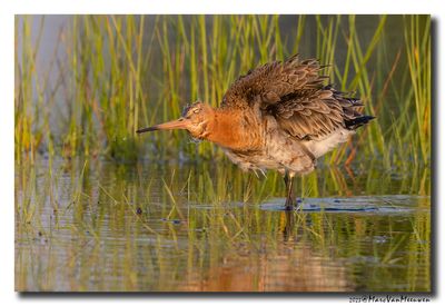 Grutto - Black-tailed Godwit