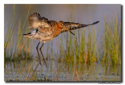 Grutto - Black-tailed Godwit