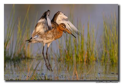 Grutto - Black-tailed Godwit