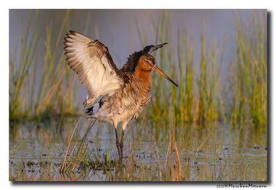 Grutto - Black-tailed Godwit