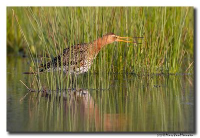 Grutto - Black-tailed Godwit
