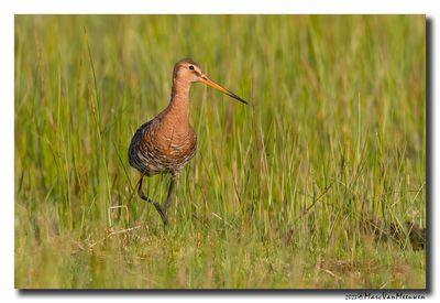 Grutto - Black-tailed Godwit