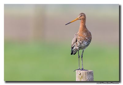 Grutto - Black-tailed Godwit