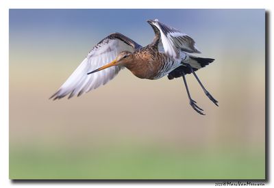 Grutto - Black-tailed Godwit