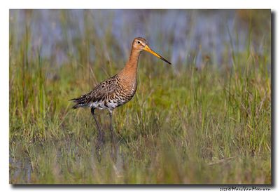 Grutto - Black-tailed Godwit