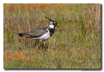 Kievit - Northern Lapwing
