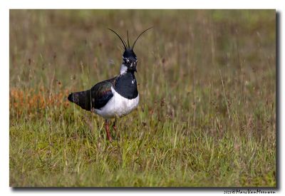 Kievit - Northern Lapwing