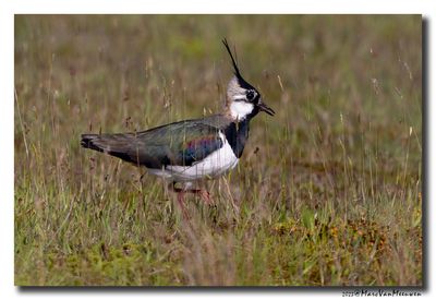 Kievit - Northern Lapwing