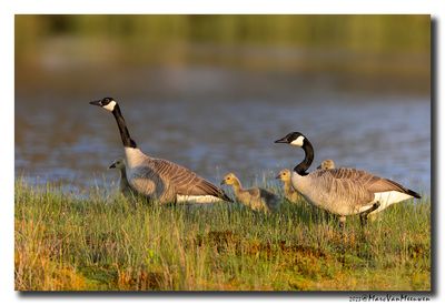 Grote Canadese Gans - Canada Goose