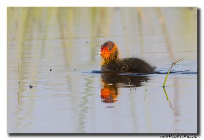 Meerkoet - Coot