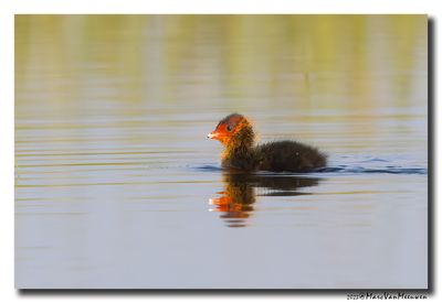 Meerkoet - Coot