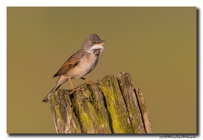 Grasmus - Whitethroat