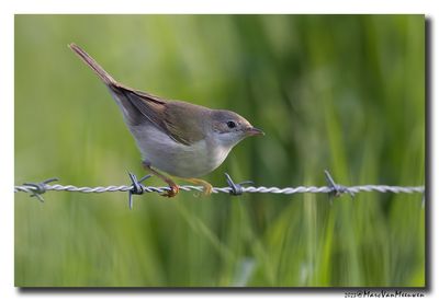 Grasmus - Whitethroat
