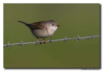 Grasmus - Whitethroat