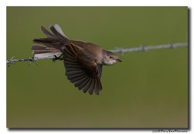 Grasmus - Whitethroat