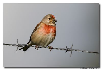 Kneu - Linnet