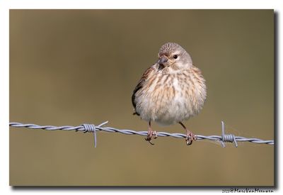 Kneu - Linnet