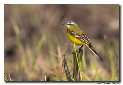 Gele Kwikstaart - Yellow Wagtail