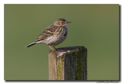 Graspieper - Meadow Pipit