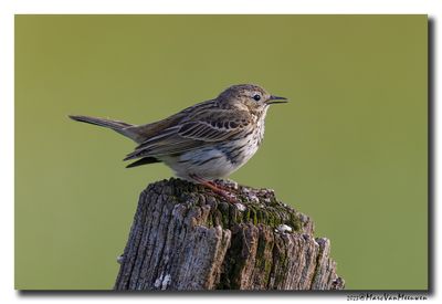 Graspieper - Meadow Pipit