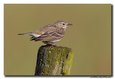 Graspieper - Meadow Pipit