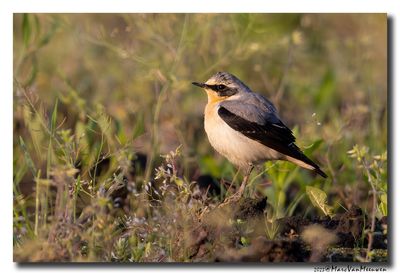 Tapuit - Northern Wheatear