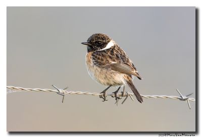 Roodborsttapuit - Stonechat
