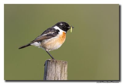 Roodborsttapuit - Stonechat