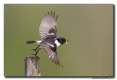 Roodborsttapuit - Stonechat