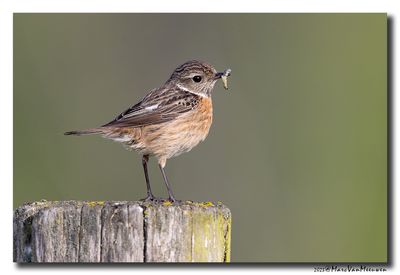 Roodborsttapuit - Stonechat