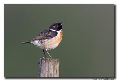 Roodborsttapuit - Stonechat