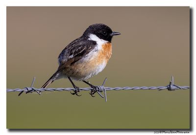 Roodborsttapuit - Stonechat