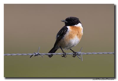 Roodborsttapuit - Stonechat