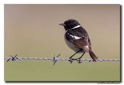 Roodborsttapuit - Stonechat