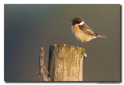 Roodborsttapuit - Stonechat